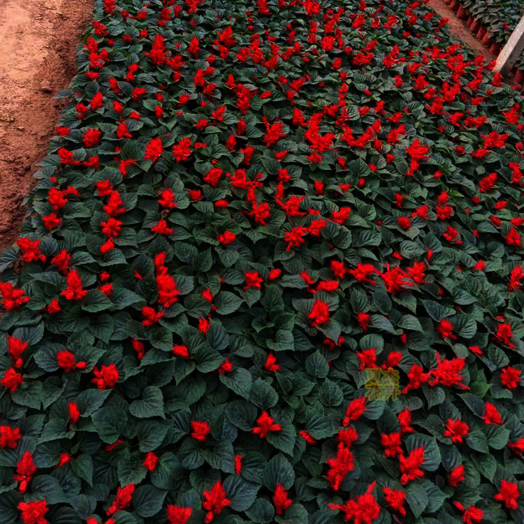潍坊一串红  一串红小苗 一串红种植基地  