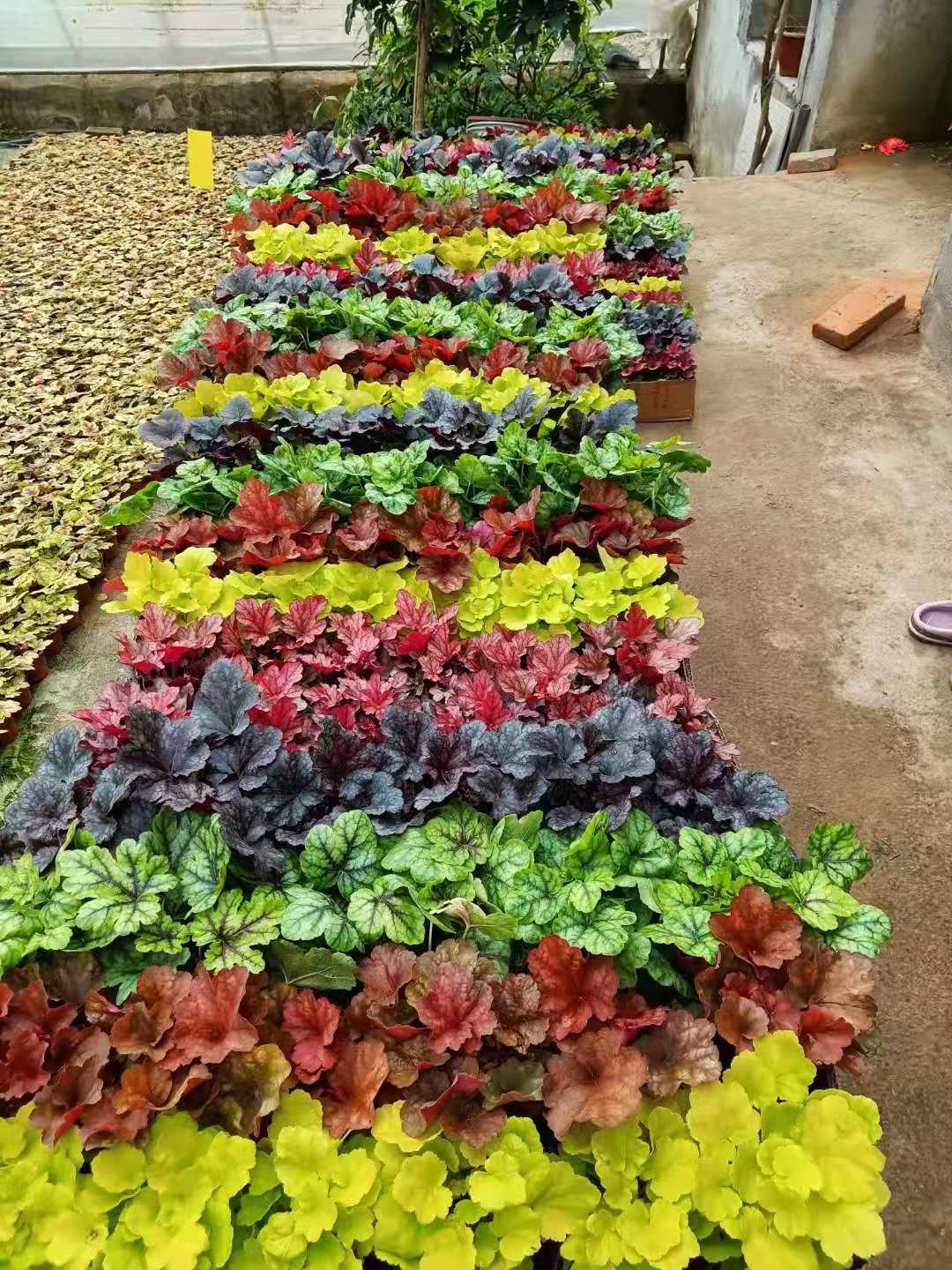 青州彩叶草批发基地
