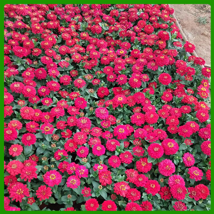 百日草行情 百日草价格 悦达观赏花卉小苗批发