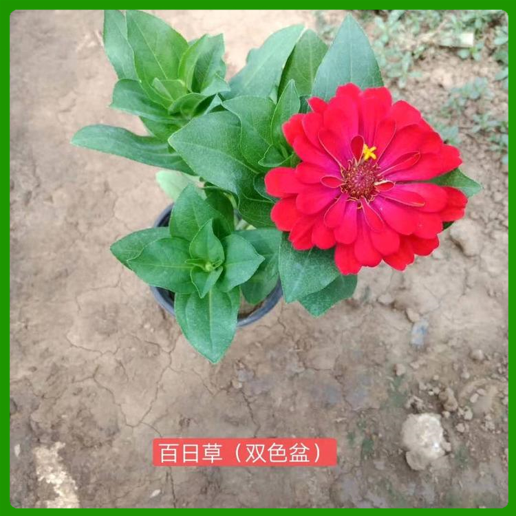 大花百日草批发 百日草花海 悦达花卉