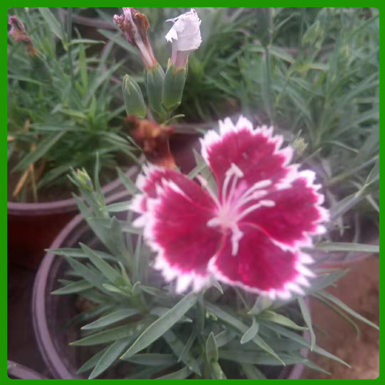 彩虹石竹 山东草花基地 观赏花卉供应