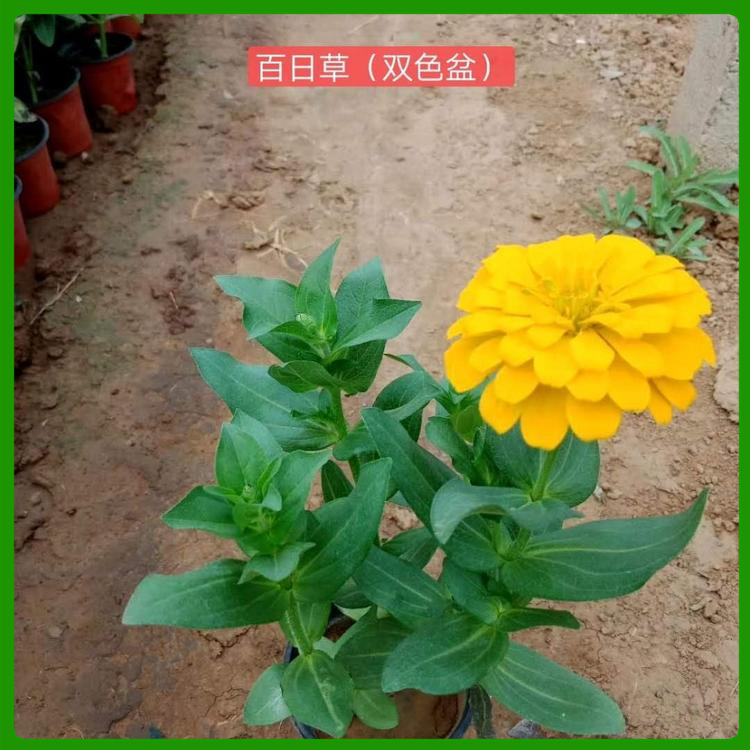 双色盆百日草 百日草供应商 百日草基地供货