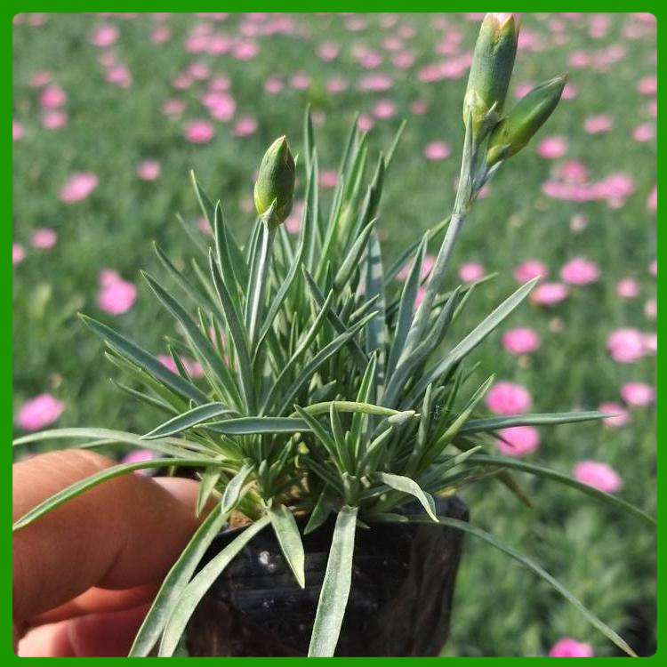 彩虹石竹苗 花海景观彩虹石竹 绿化观赏花卉彩虹石竹