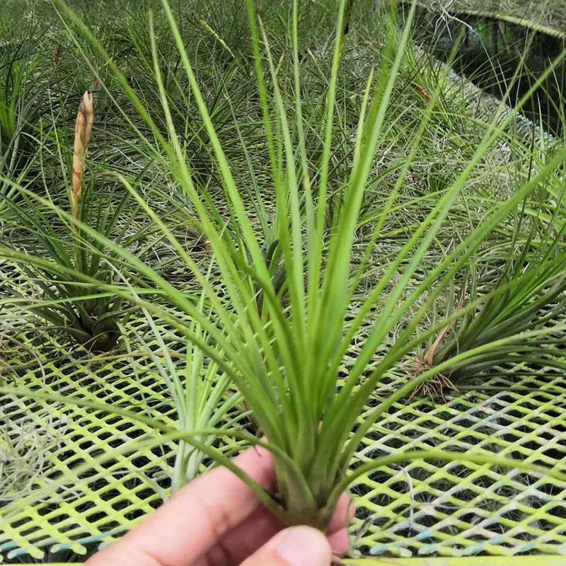 空气凤梨 无土懒人植物 三色铁兰 室内办公室植物花卉
