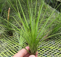 空气凤梨 无土懒人植物 三色铁兰 室内办公室植物花卉
