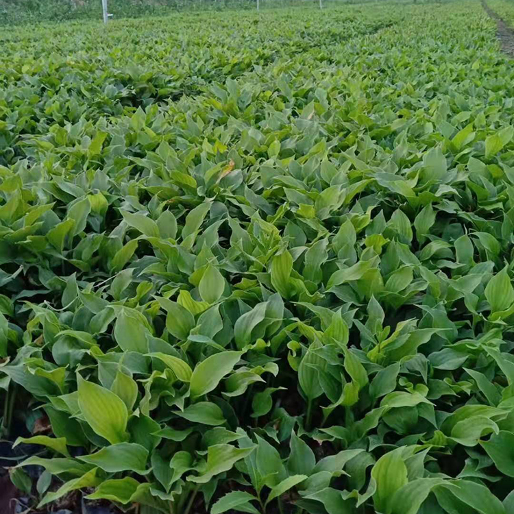  青州宿根花卉基地批发紫玉簪  玉簪小苗