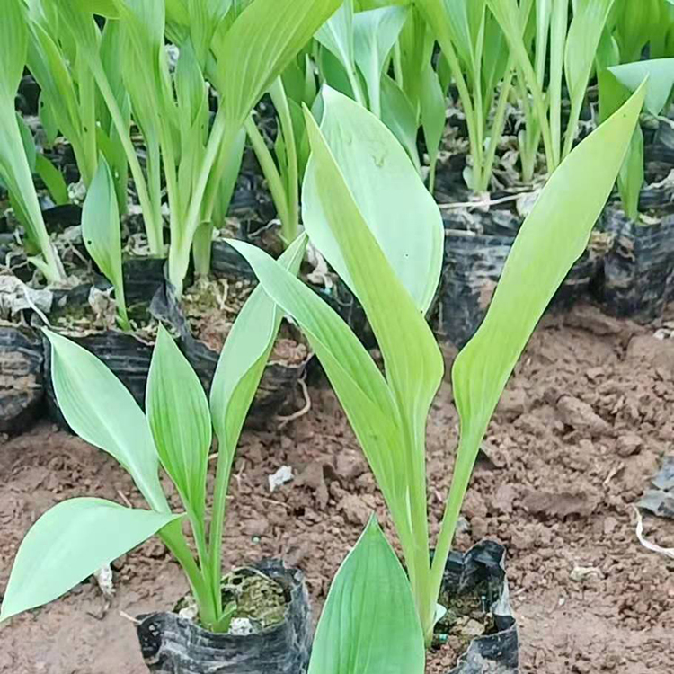 玉簪  玉簪花价格   多年生宿根草本花卉 花期长 有芳香 