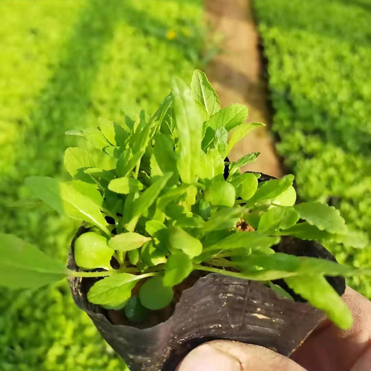 景观花海兰花鼠尾草  鼠尾草小苗供应商  鑫杰批发鼠尾草