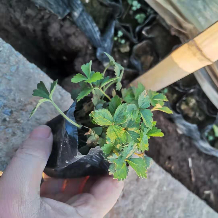 鑫杰 蛇莓盆栽供应 适应能力好 可露天栽培