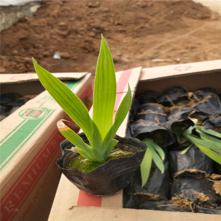 射干种植基地 红花鸢尾价格 射干批发 江瑞花卉现货供应 欢迎选购