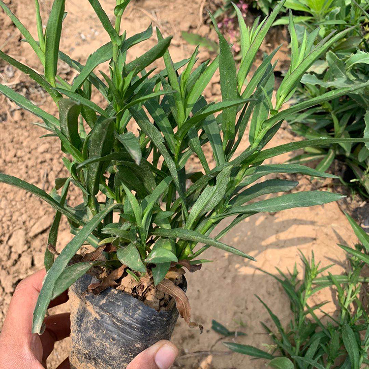 瀚泽  荷兰菊盆栽 花型美观 花色艳丽  小苗栽种易成活