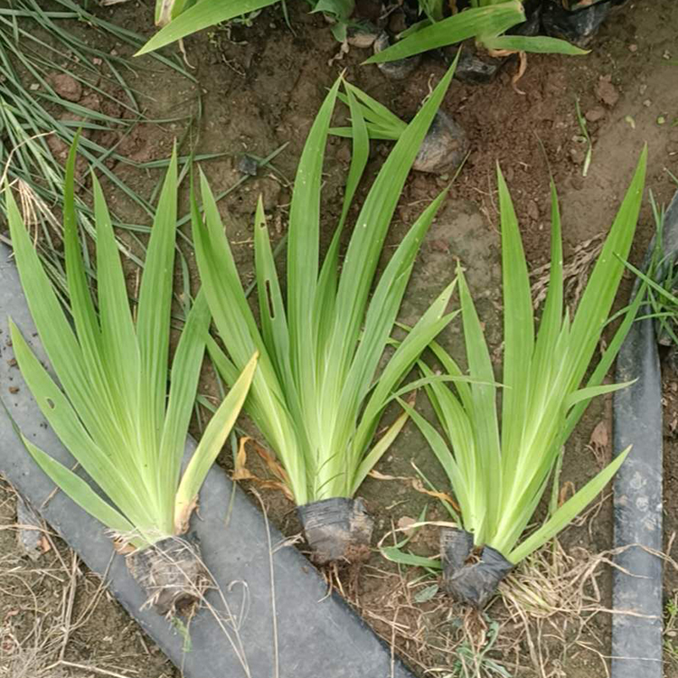 鸢尾批发商 花农自营 青州鸢尾