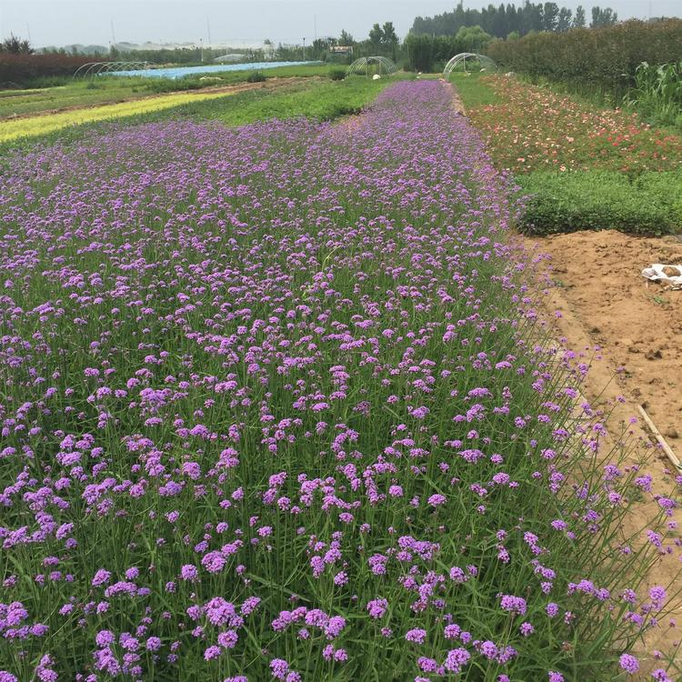凤仙花价格 欢迎电话联系 青州凤仙花小苗
