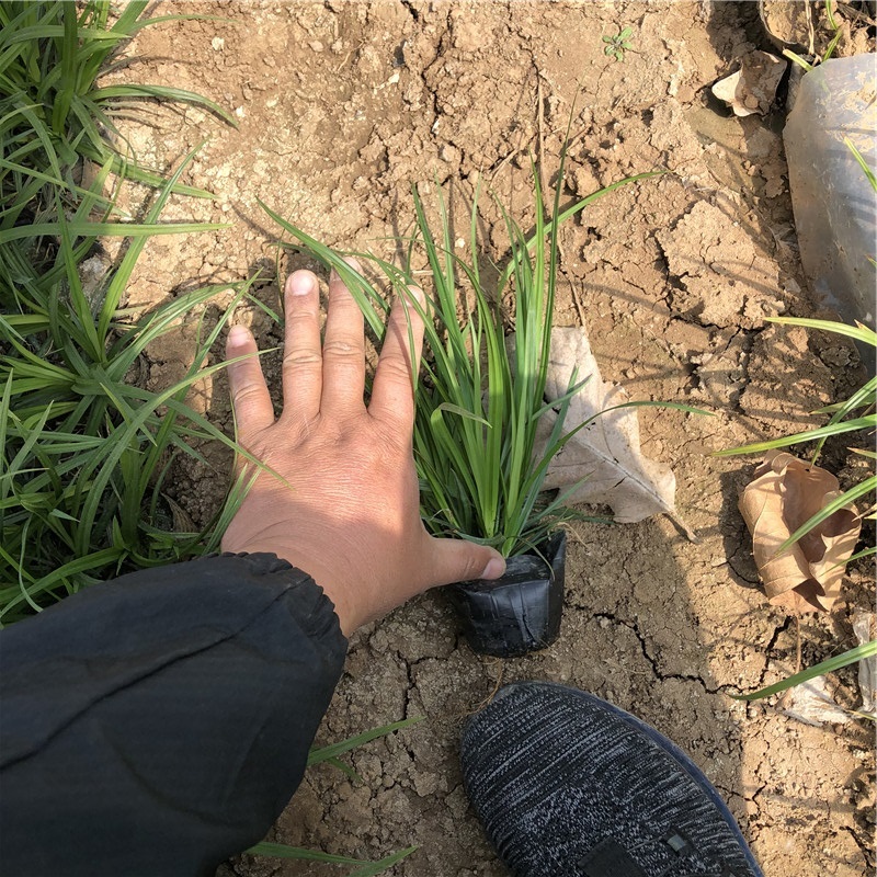 崂峪苔草报价 观赏草种苗 崂峪苔草