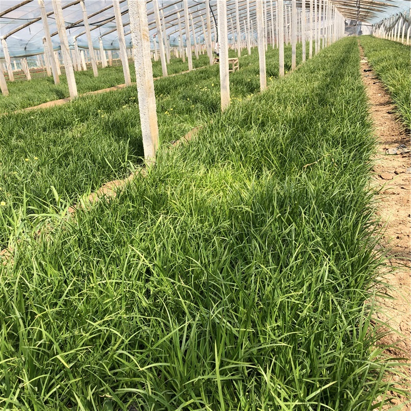 观赏草基地批发 崂峪苔草苗 崂峪苔草报价 基地直售