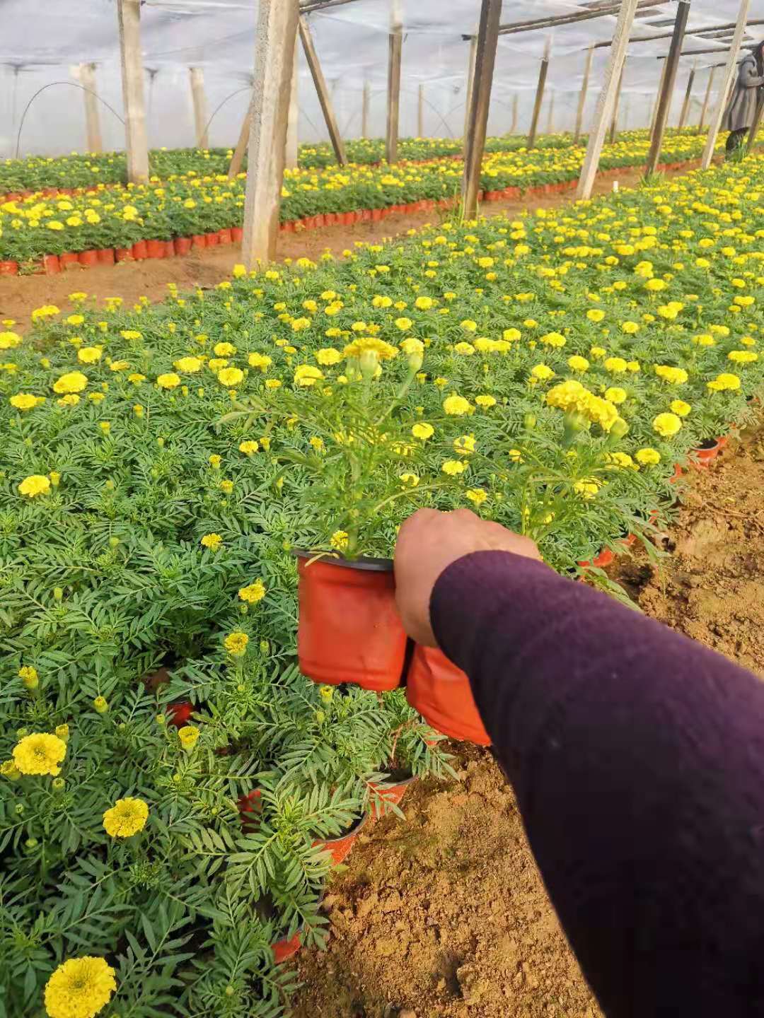 万寿菊批发基地 青州远创花卉直销