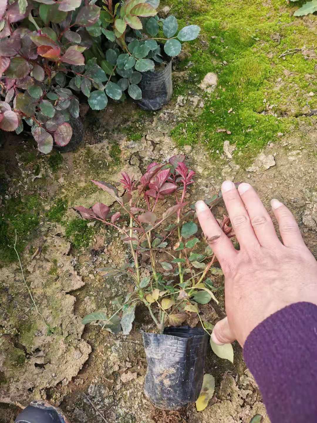 大花多色月季批发基地