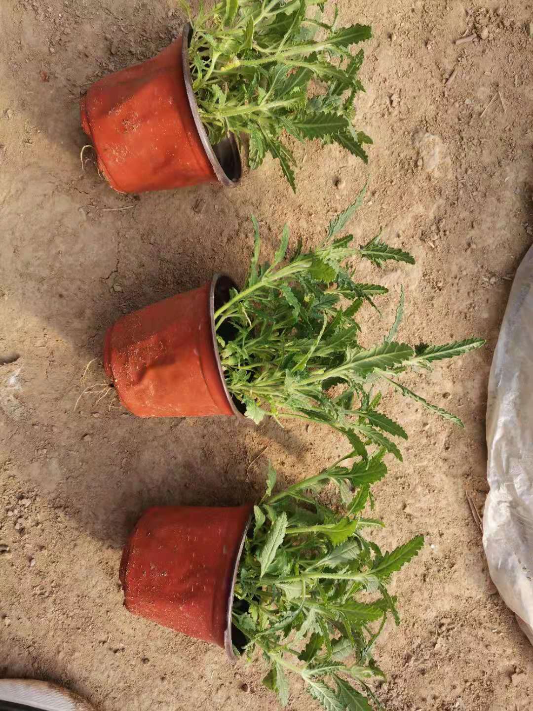 鼠尾草批发 基地直销