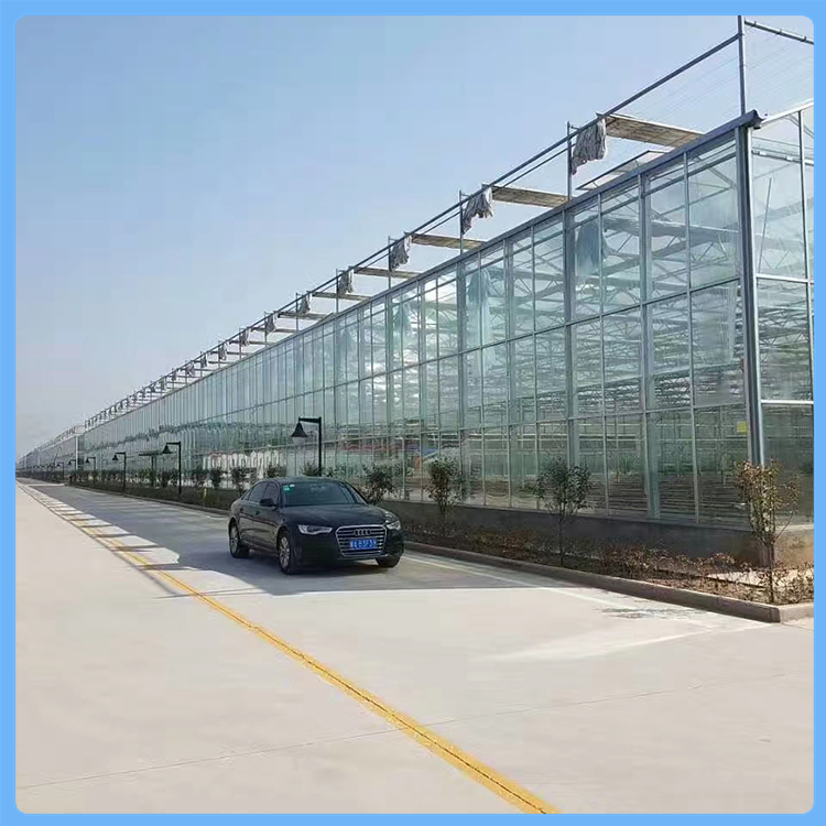 纹络型玻璃温室大棚设计 齐阳温室 蔬菜大棚建造商