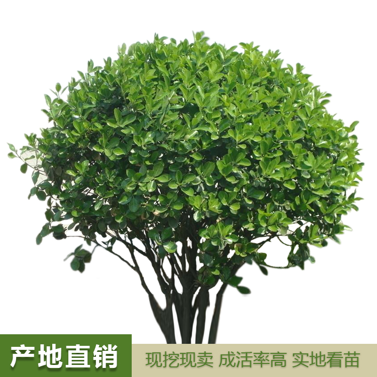 大叶黄杨球，大叶黄杨，大叶黄杨精选厂家