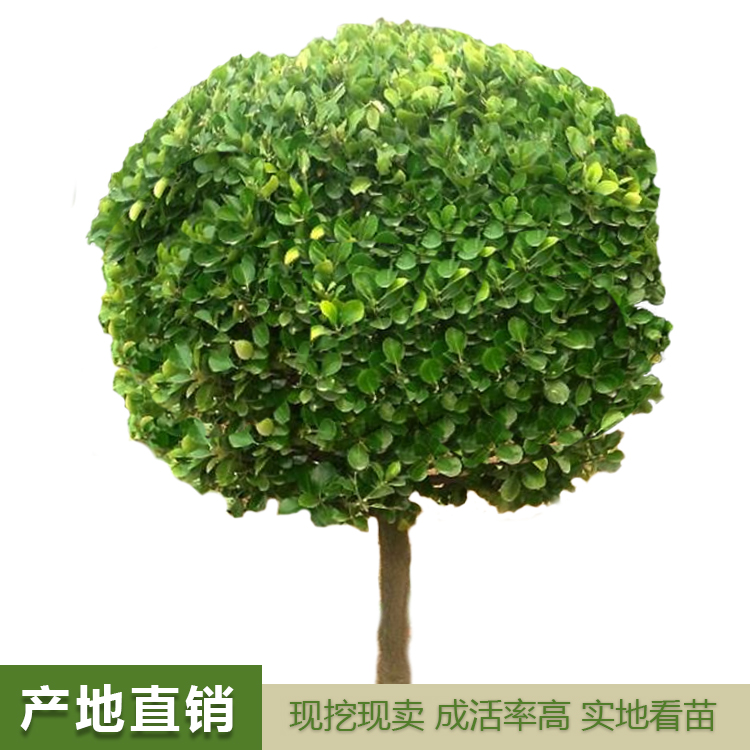冬青球批发，大叶黄杨，大叶黄杨苗