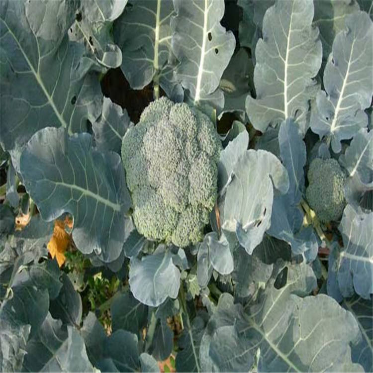山东耐低温黑油量型黄瓜种苗    黑油量型黄瓜种苗欢迎询价