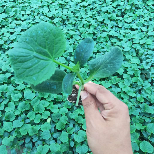 寿光常年批发黄瓜种苗    黄瓜种苗大果型长势好