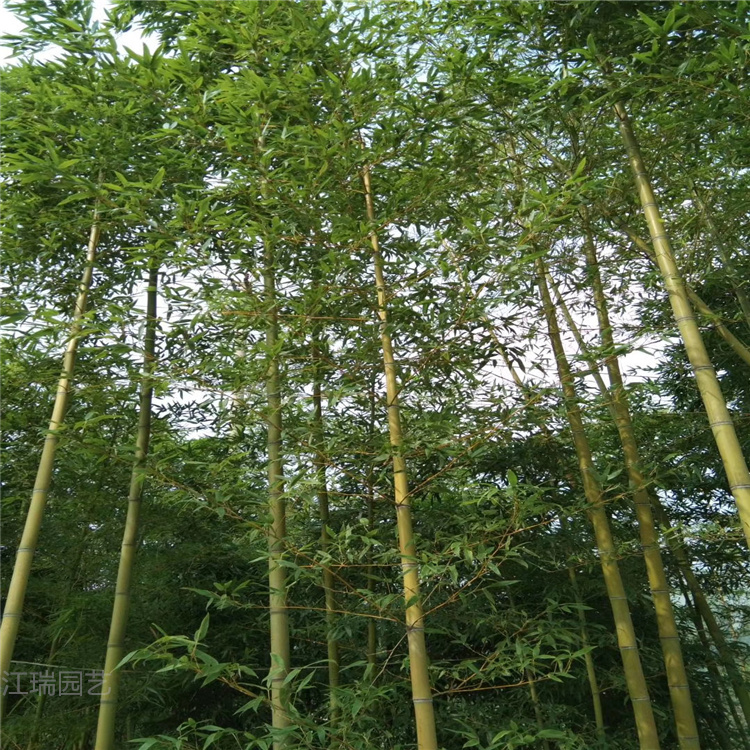 刚竹出售 山东刚竹批发 刚竹价格 江瑞竹子基地供应商