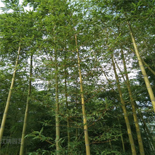刚竹出售 山东刚竹批发 刚竹价格 江瑞竹子基地供应商