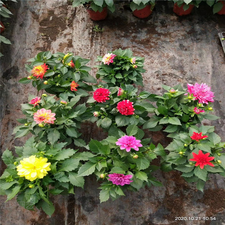 出售小丽花 小丽花种植基地 青州小丽花价格 江瑞花卉供应商
