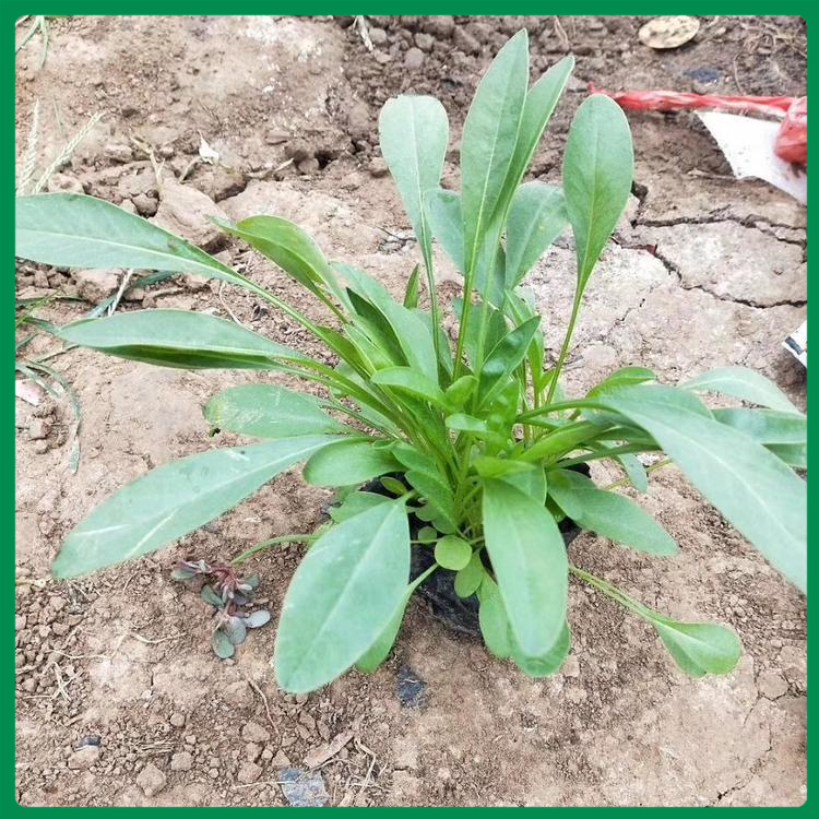 金鸡菊 青州金鸡菊批发报价 绿化植物