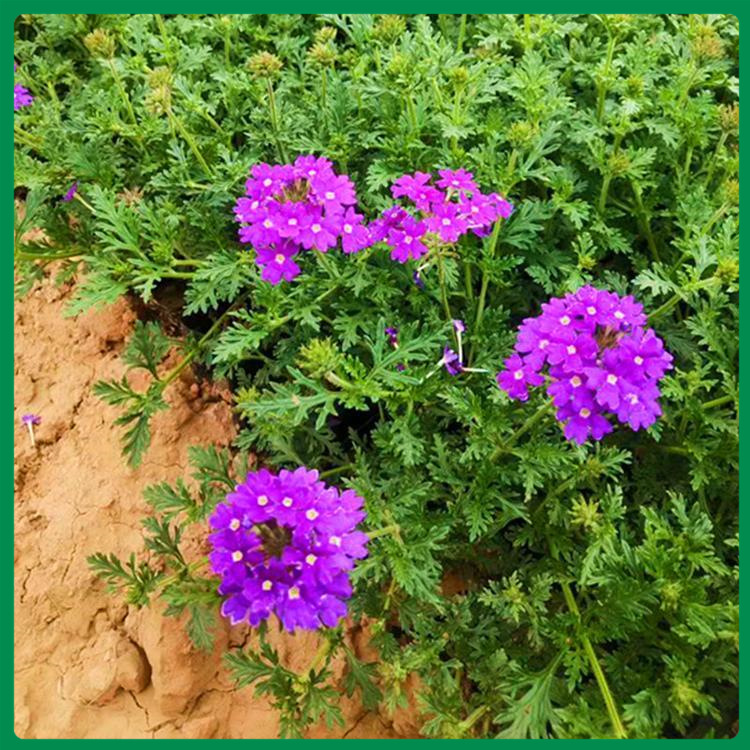山东美女樱批发基地 美女樱基地出售 苗圃出货