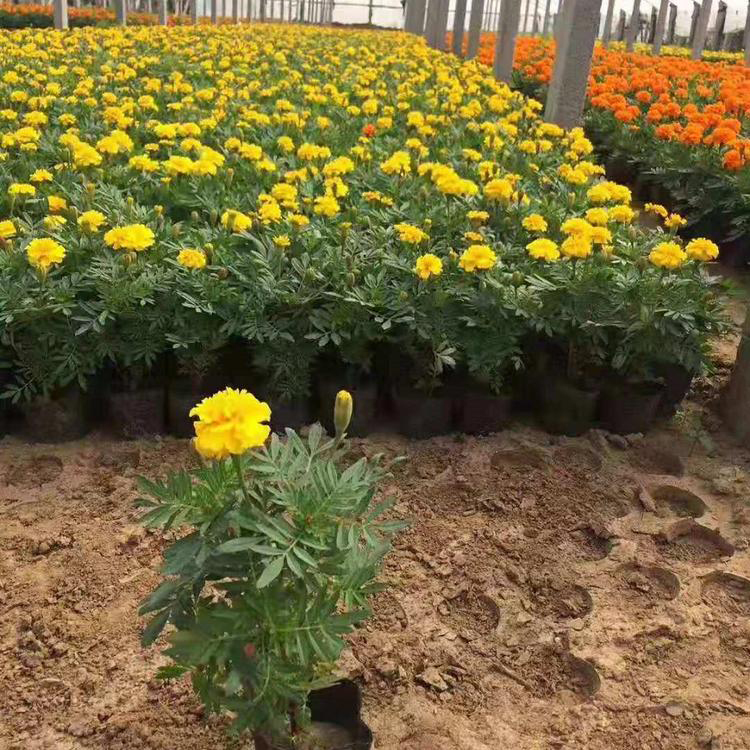 基地出售孔雀草 多花色孔雀草 孔雀草批发商