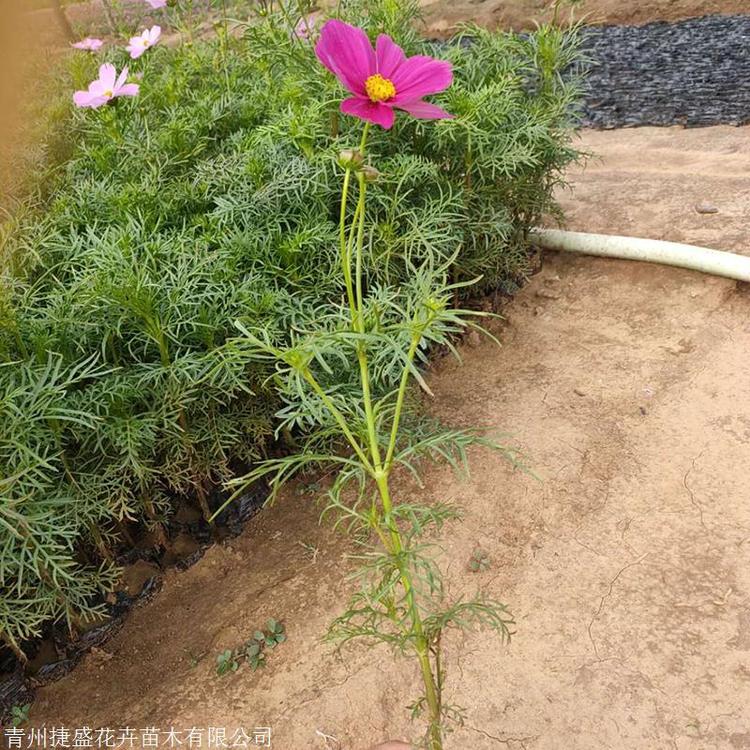 波斯菊批发 质优价廉 波斯菊批发商
