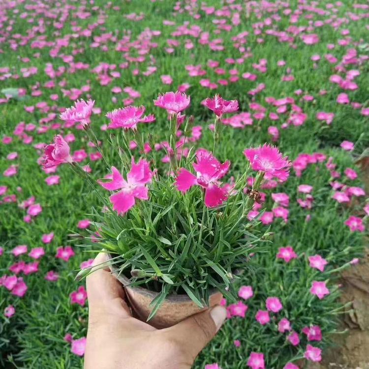 彩虹石竹供应 彩虹石竹批发报价 苗圃直供