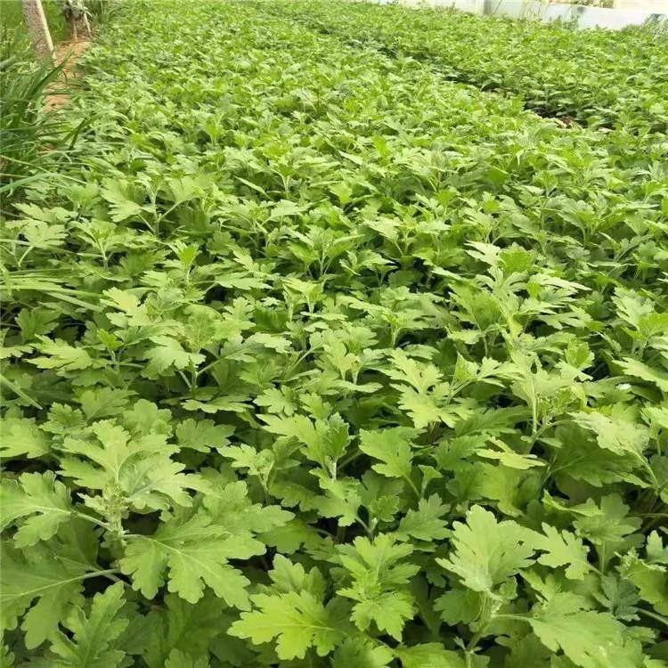 地被菊出售 地被菊批发 基地出售