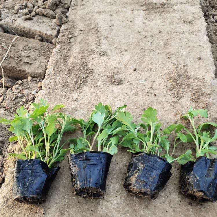 地被菊供应商 地被菊种植基地 锦帆直供