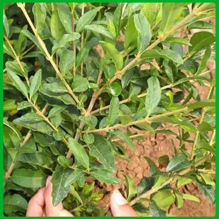 绿化用水腊 水腊种植基地 绿篱栽植