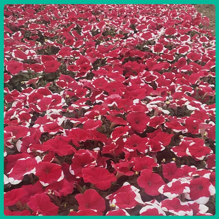 青州花卉苗木 矮牵牛培育基地 价格从优