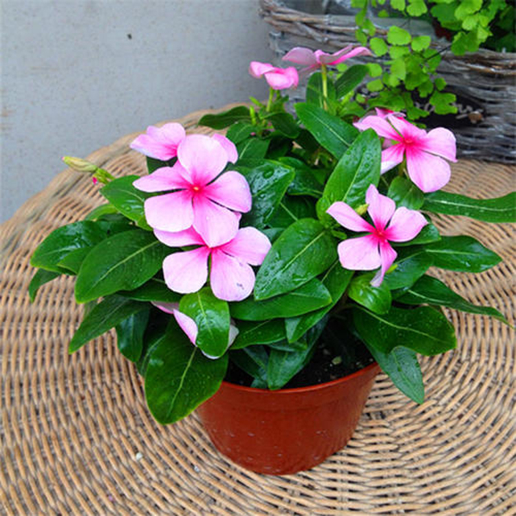 开花长春花  长春花出售顺阳花卉 