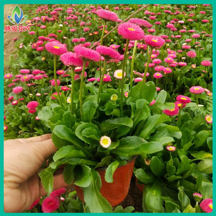 山东青州雏菊批发 腾骏花卉 街道绿化带雏菊小苗供应商