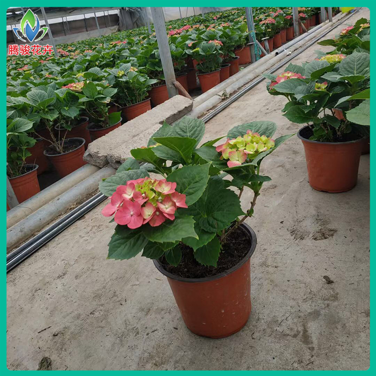 观花类盆栽 绿化绣球 带花苞八仙花批发