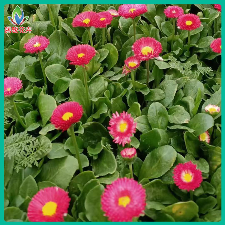 山东花卉基地批发粉色雏菊 观赏雏菊小盆栽