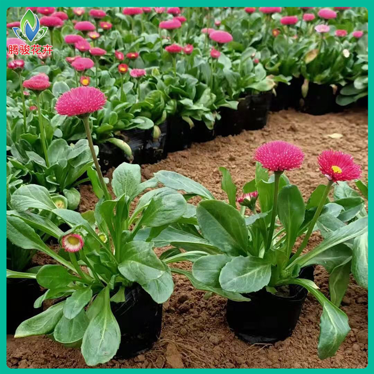 观赏雏菊 腾骏花坛雏菊批发基地 价格合理