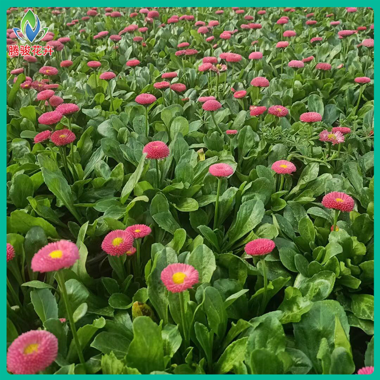 腾骏节日观赏草花雏菊 青州雏菊种植基地 量大优惠