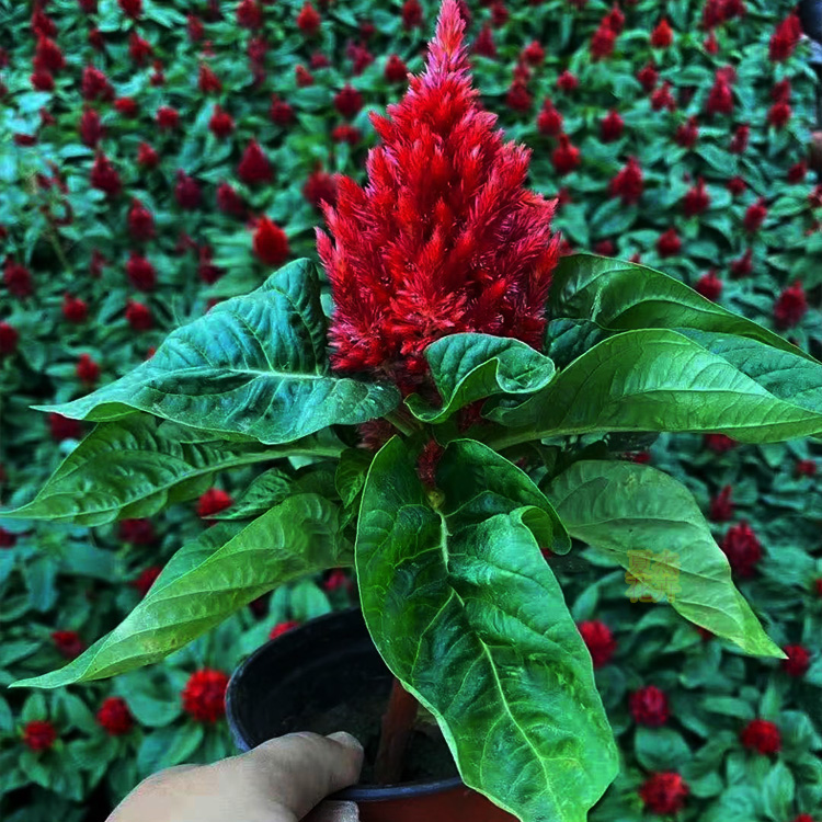一支笔花苗价格 一支笔花出售  一支笔小苗批发