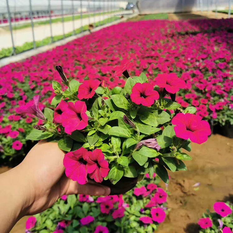 垂钓牵牛种植基地 垂吊牵牛小苗批发来远创
