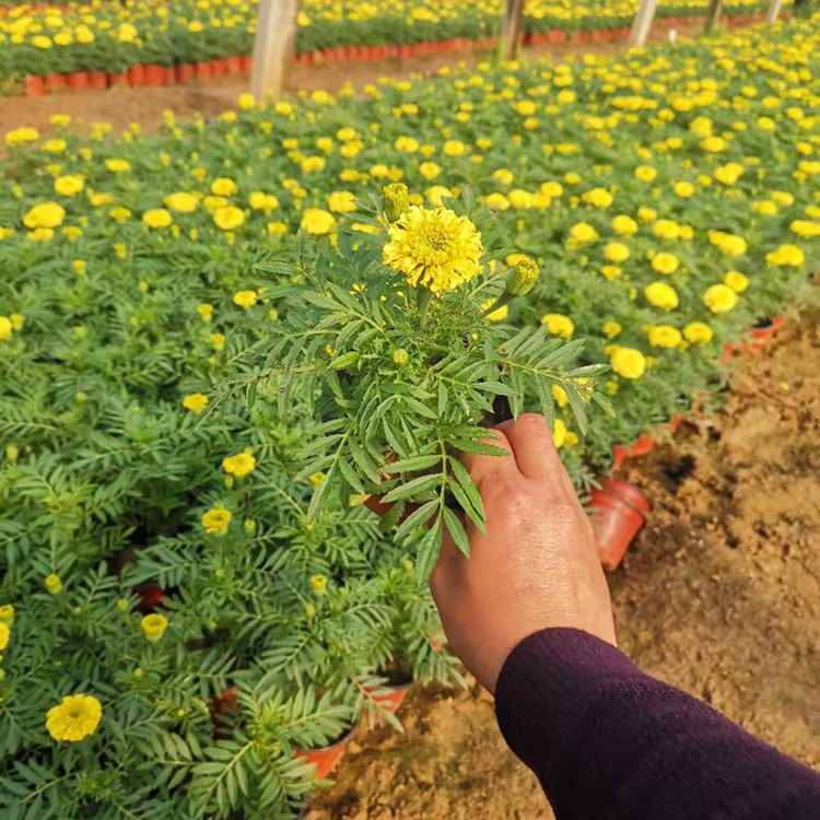 【远创】万寿菊盆栽价格 花坛布景用万寿菊 花期较长