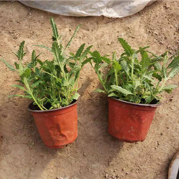远创 供应多年生草本植物 美女樱小苗