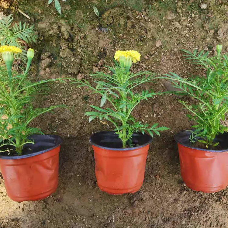 长势好的万寿菊小苗种植基地 远创花卉大量供应